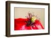 Corn Poppy, Papaver Rhoeas, Blossom, Detail-Alfons Rumberger-Framed Photographic Print