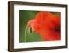 Corn Poppy, Papaver Rhoeas, Bud and Blossoms, Close-Up-Andreas Keil-Framed Photographic Print