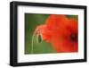 Corn Poppy, Papaver Rhoeas, Bud and Blossoms, Close-Up-Andreas Keil-Framed Photographic Print