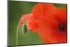 Corn Poppy, Papaver Rhoeas, Bud and Blossoms, Close-Up-Andreas Keil-Mounted Photographic Print