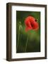 Corn Poppy, Papaver Rhoeas, Bumblebee, Close-Up-Andreas Keil-Framed Photographic Print