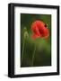 Corn Poppy, Papaver Rhoeas, Bumblebee, Close-Up-Andreas Keil-Framed Photographic Print