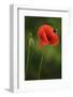 Corn Poppy, Papaver Rhoeas, Bumblebee, Close-Up-Andreas Keil-Framed Photographic Print