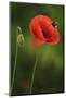 Corn Poppy, Papaver Rhoeas, Bumblebee, Close-Up-Andreas Keil-Mounted Photographic Print