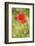 Corn Poppy, Papaver Rhoeas, Chamomile, Matricaria Chamomilla-Andreas Keil-Framed Photographic Print