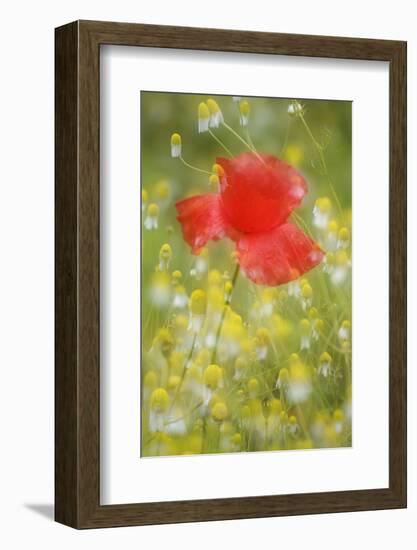 Corn Poppy, Papaver Rhoeas, Chamomile, Matricaria Chamomilla-Andreas Keil-Framed Photographic Print