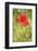 Corn Poppy, Papaver Rhoeas, Chamomile, Matricaria Chamomilla-Andreas Keil-Framed Photographic Print