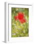 Corn Poppy, Papaver Rhoeas, Chamomile, Matricaria Chamomilla-Andreas Keil-Framed Photographic Print