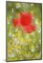 Corn Poppy, Papaver Rhoeas, Chamomile, Matricaria Chamomilla-Andreas Keil-Mounted Photographic Print