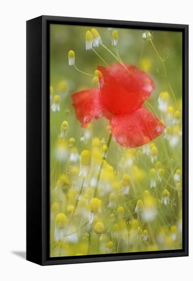 Corn Poppy, Papaver Rhoeas, Chamomile, Matricaria Chamomilla-Andreas Keil-Framed Stretched Canvas