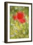 Corn Poppy, Papaver Rhoeas, Chamomile, Matricaria Chamomilla-Andreas Keil-Framed Photographic Print