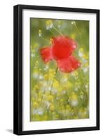 Corn Poppy, Papaver Rhoeas, Chamomile, Matricaria Chamomilla-Andreas Keil-Framed Photographic Print