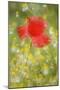 Corn Poppy, Papaver Rhoeas, Chamomile, Matricaria Chamomilla-Andreas Keil-Mounted Photographic Print