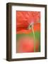 Corn Poppy, Papaver Rhoeas, Close-Up-Andreas Keil-Framed Photographic Print