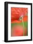 Corn Poppy, Papaver Rhoeas, Close-Up-Andreas Keil-Framed Photographic Print