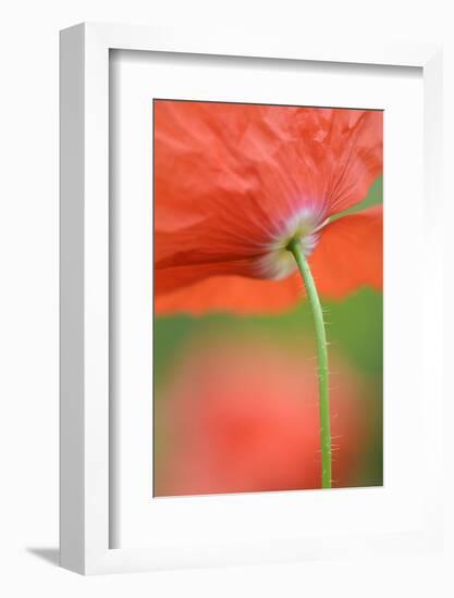 Corn Poppy, Papaver Rhoeas, Close-Up-Andreas Keil-Framed Photographic Print