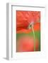 Corn Poppy, Papaver Rhoeas, Close-Up-Andreas Keil-Framed Photographic Print