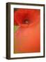 Corn Poppy, Papaver Rhoeas, Medium Close-Up-Andreas Keil-Framed Photographic Print