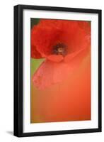 Corn Poppy, Papaver Rhoeas, Medium Close-Up-Andreas Keil-Framed Photographic Print