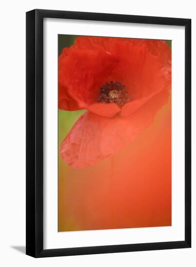 Corn Poppy, Papaver Rhoeas, Medium Close-Up-Andreas Keil-Framed Photographic Print