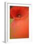 Corn Poppy, Papaver Rhoeas, Medium Close-Up-Andreas Keil-Framed Photographic Print