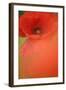 Corn Poppy, Papaver Rhoeas, Medium Close-Up-Andreas Keil-Framed Photographic Print