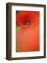 Corn Poppy, Papaver Rhoeas, Medium Close-Up-Andreas Keil-Framed Photographic Print