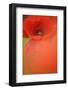 Corn Poppy, Papaver Rhoeas, Medium Close-Up-Andreas Keil-Framed Photographic Print