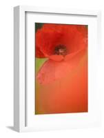 Corn Poppy, Papaver Rhoeas, Medium Close-Up-Andreas Keil-Framed Photographic Print