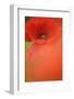 Corn Poppy, Papaver Rhoeas, Medium Close-Up-Andreas Keil-Framed Photographic Print