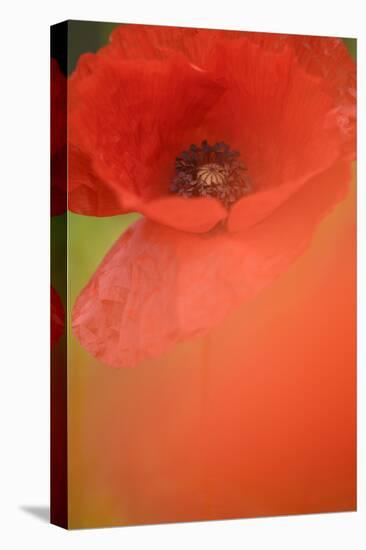 Corn Poppy, Papaver Rhoeas, Medium Close-Up-Andreas Keil-Stretched Canvas