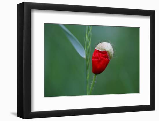 Corn Poppy, Papaver Rhoeas-Alfons Rumberger-Framed Photographic Print