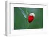 Corn Poppy, Papaver Rhoeas-Alfons Rumberger-Framed Photographic Print