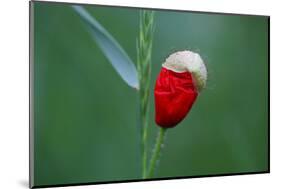 Corn Poppy, Papaver Rhoeas-Alfons Rumberger-Mounted Photographic Print
