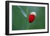 Corn Poppy, Papaver Rhoeas-Alfons Rumberger-Framed Photographic Print