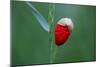 Corn Poppy, Papaver Rhoeas-Alfons Rumberger-Mounted Photographic Print