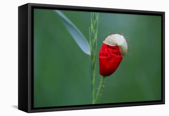 Corn Poppy, Papaver Rhoeas-Alfons Rumberger-Framed Stretched Canvas