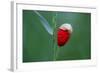 Corn Poppy, Papaver Rhoeas-Alfons Rumberger-Framed Photographic Print