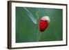 Corn Poppy, Papaver Rhoeas-Alfons Rumberger-Framed Photographic Print