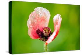 Corn Poppy, Papaver Rhoeas-Alfons Rumberger-Stretched Canvas