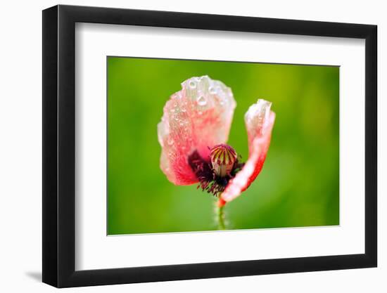 Corn Poppy, Papaver Rhoeas-Alfons Rumberger-Framed Photographic Print