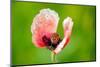Corn Poppy, Papaver Rhoeas-Alfons Rumberger-Mounted Photographic Print