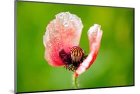 Corn Poppy, Papaver Rhoeas-Alfons Rumberger-Mounted Photographic Print