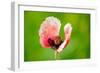 Corn Poppy, Papaver Rhoeas-Alfons Rumberger-Framed Photographic Print