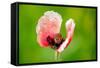 Corn Poppy, Papaver Rhoeas-Alfons Rumberger-Framed Stretched Canvas