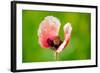 Corn Poppy, Papaver Rhoeas-Alfons Rumberger-Framed Photographic Print