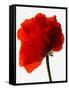 Corn poppy-null-Framed Stretched Canvas