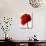 Corn poppy-null-Stretched Canvas displayed on a wall