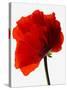 Corn poppy-null-Stretched Canvas