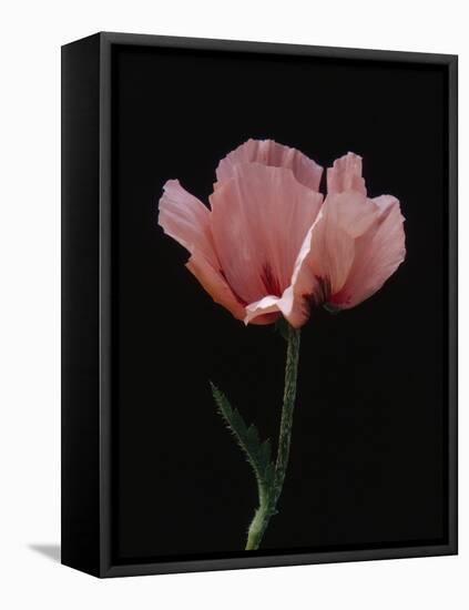 Corn Poppy-Graeme Harris-Framed Stretched Canvas